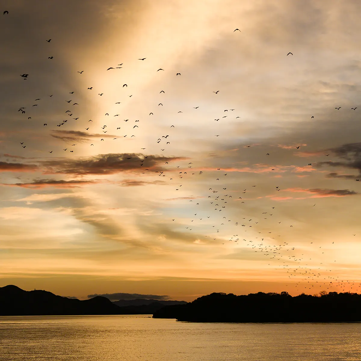 Flying foxes streaming off Kalong Island at dusk