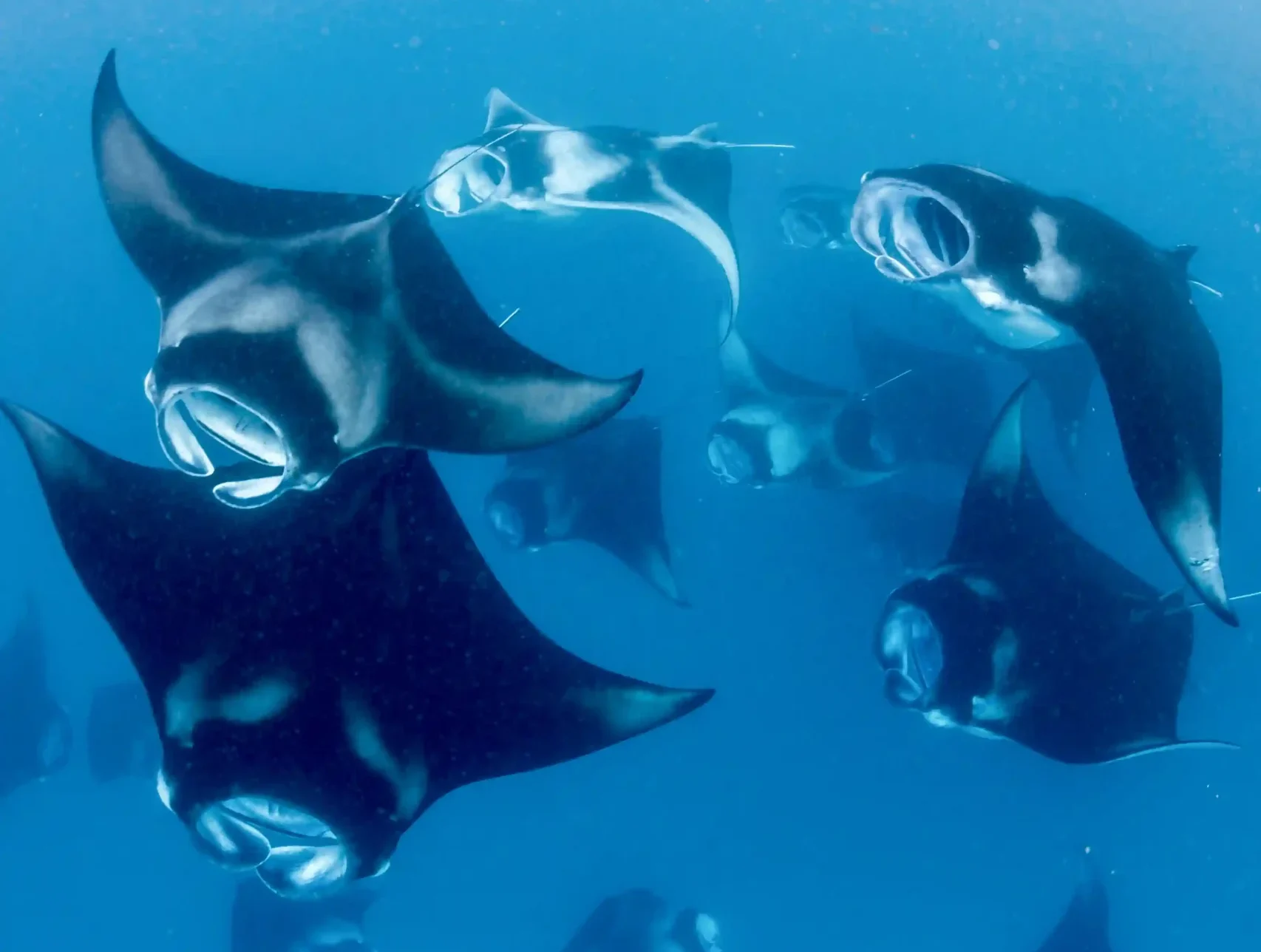 Manta rays feeding in the Komodo channel