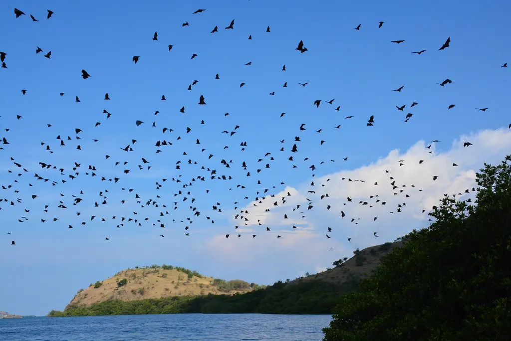Flying foxes over the 17 Islands at Riung, Flores